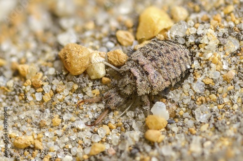 Ant maids, ant lion, Euroleon nostras, spotted winged ant maid, Myrmeleontidae, Neuroptera, Suffolk antlion, insects, larva, larva, reticulated