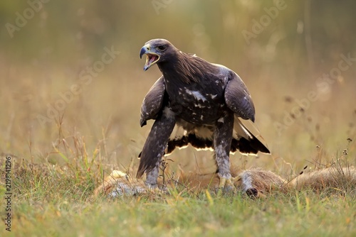 Golden eagle (Aquila chrysaetos), adult, standing calling on captured red fox, Slovakia