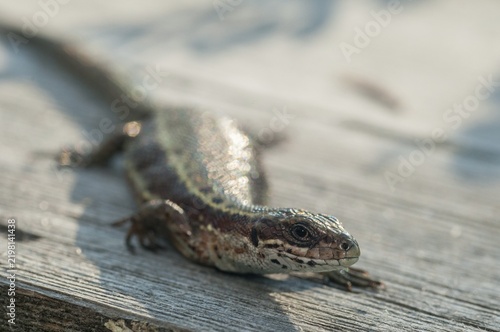Mountain lizard, Finland, Lacerta vivipara, bog lizard, viviparous lizard, zootoca, common lizard, critters, lizards, lizards, reptiles