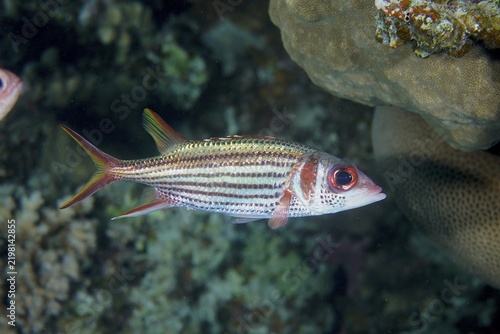 Blood spot hussar (Neoniphon sammara), House reef dive site, Mangrove Bay, El Quesir, Red Sea, Egypt