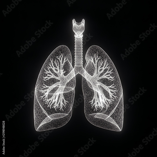 3d wireframe illustration of human lungs and trachea
