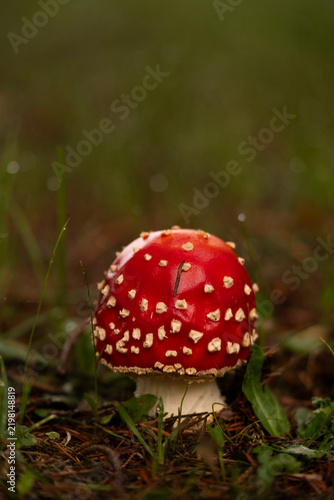Foto Red Fly Agaric Mushroom Growing on Forest Floor