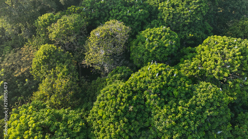 Aerial close view of lush rounded treetops and dense tropical greenery