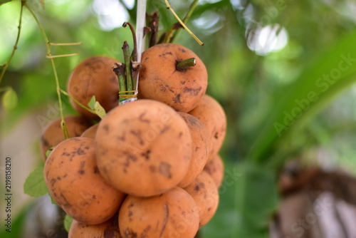 fruit is called greater tampoi aka aglaia sp with white fruit content and light brown fruit skin, Baccaurea macrocarpa fruit