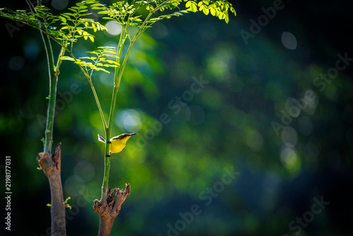 Fotografie Small yellow songbird rests on a pruned sapling branch amid lush tropical foliage and natural backlight