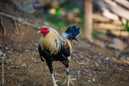 Quadro su tela Free-range domestic rooster displays vibrant plumage while foraging near a countryside fence at daybreak