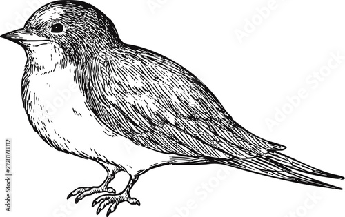 Simple and adorable Swallow illustration with only outlines in vintage style