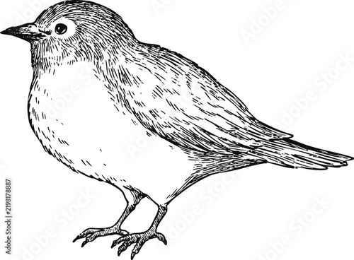 Simple and adorable Warbling white-eye illustration with only outlines in vintage style