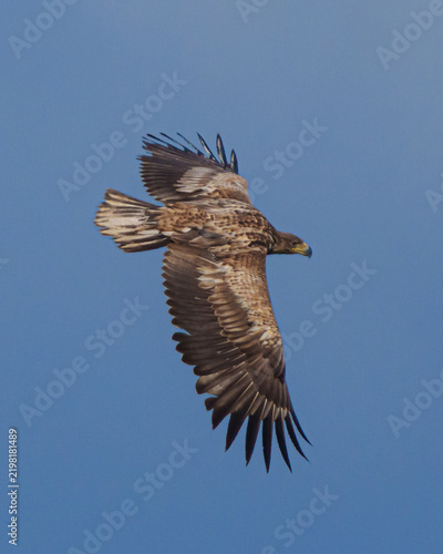 Fotografie A majestic bird of prey soaring through a clear blue sky.