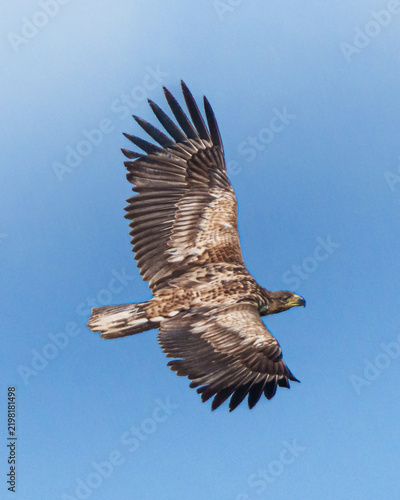 Fotografie A bird of prey flying with spread wings against a clear blue sky.