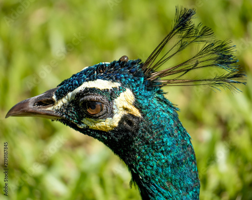 Close-up portrait of a colorful peacock with iridescent blue feathers and distinctive crest