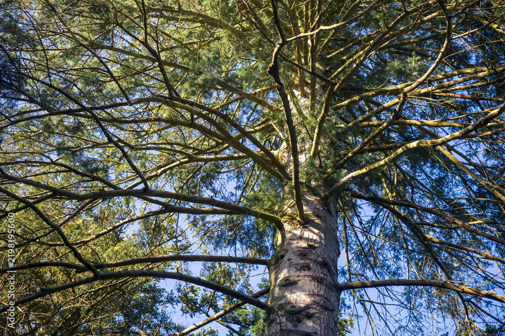 Obraz premium Low-angle view looking up at the trunk and dense branching structure of a tall pine tree against a clear blue sky.