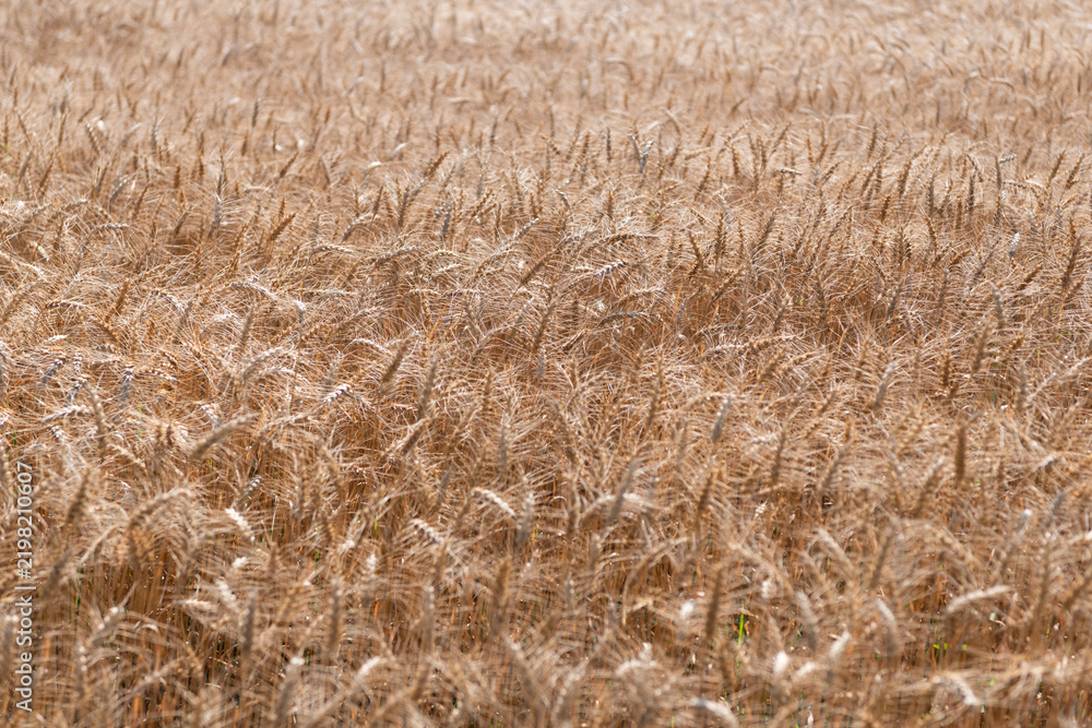 Obraz premium Wheat grain on the spikelet at the field. Ears of rye crop. Agriculture business and harvest. Landscape with field of ripe rye in summer. Agriculture barley or rye field. Summer nature