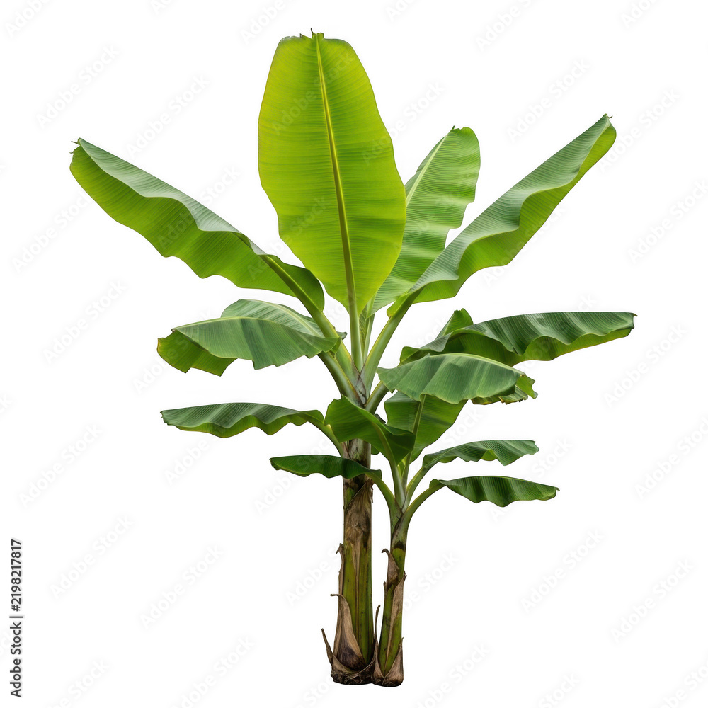 Obraz premium Small green banana tree with large tropical leaves isolated on transparent background