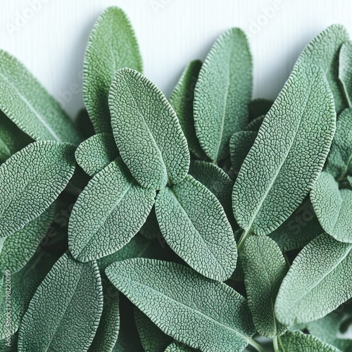 Vibrant sage leaves rest in a natural pattern highlighting their rich texture