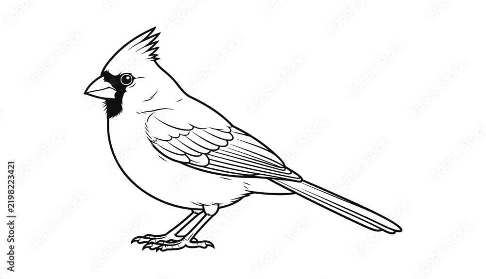 Fototapeta premium Black and white line illustration of a northern cardinal bird with line drawing