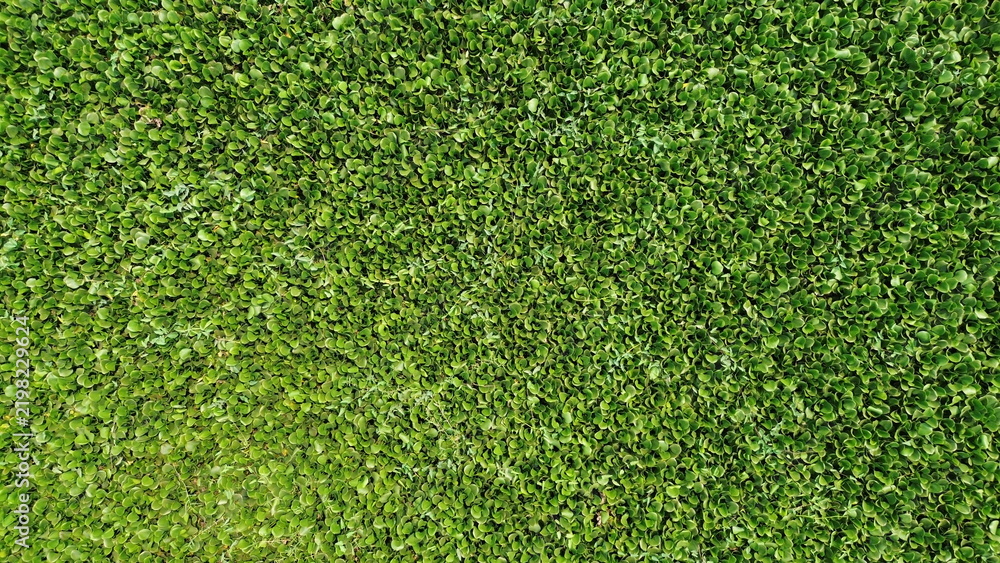 Obraz premium Dense Green Eichhornia Water Hyacinth Aquatic Vegetation