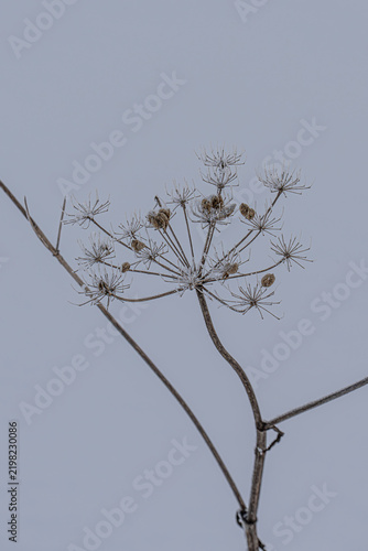 Fotografía Minimalist winter nature background with dried wildflower umbel over soft snow