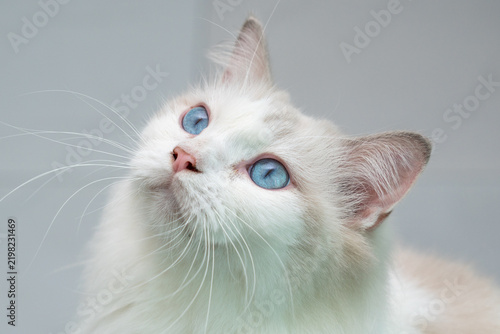 Fluffy white Ragdoll cat with striking blue eyes gazing upward against soft gray studio background