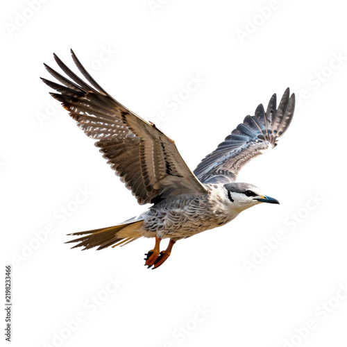 Detailed image of a seagull in mid-flight with wings outstretched against a white background