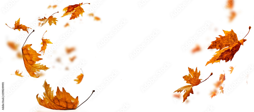 Obraz premium leaf leaves isolated autumn winter season background falling fall platanus tree wid air w