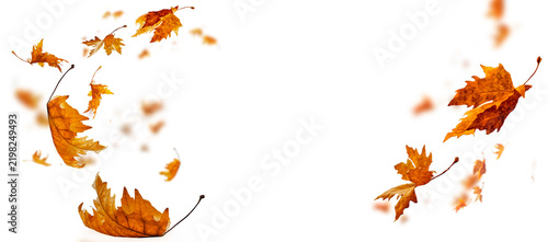 leaf leaves isolated autumn winter season background falling fall platanus tree wid air w