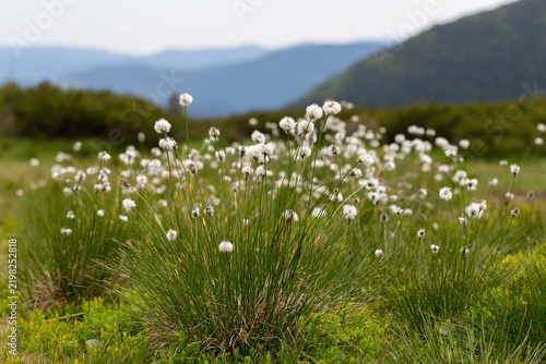 Eriophorum vaginatum flower on a mountain meadow in the Carpathian Mountains. Eriophorum vaginatum rare flowering plant blooms in the subalpine belt of the Carpathians. Mountain landscape with flowers