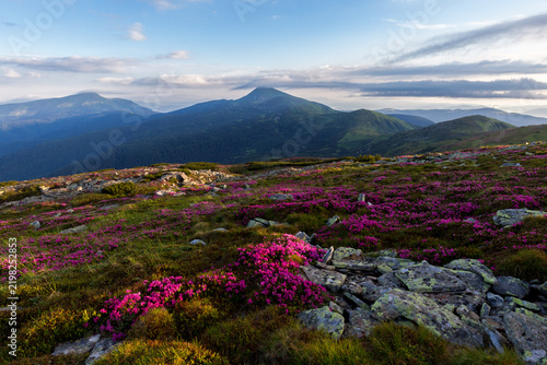 Flowering fields of Rhododendron myrtifolium (Carpathian rhododendron, Chervona ruta) in the subalpine belt of the Chornohora with a view of the highest mountains of Ukraine, Hoverla and Petros.