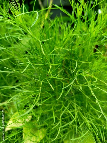 close up of green grass
The color is so vivid it almost vibrates. Lime green in the light, deep forest green in the shadows. You can feel how soft and springy it would be if you ran your hand through 