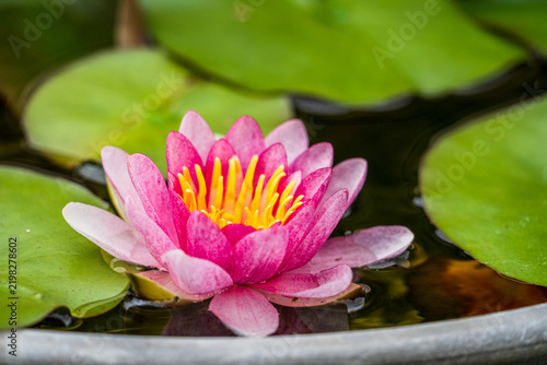 Hermosa flor de loto rosado en un estanque de templo budista. Invoca paz, tranquilidad y armonía.