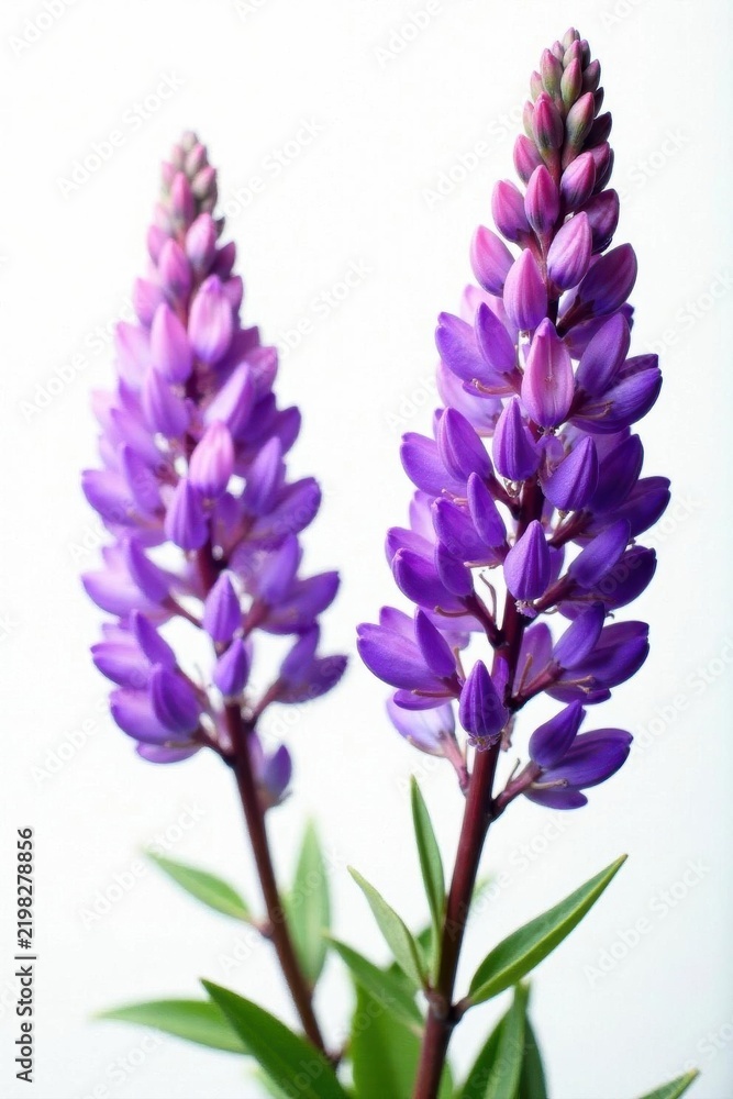 Obraz premium Intricate purple Erica blossoms against white , macro, floral, heath
