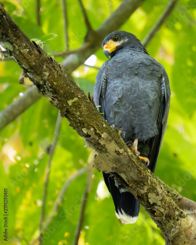 Foto Common Black Hawk (Buteogallus anthracinus) looking back over its shoulder