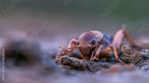 Brown insect crawling on soil surface in macro view