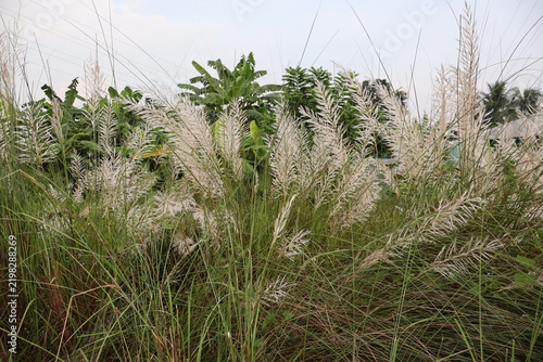 Tall ornamental grass with feathery plumes growing in natural wetland environment