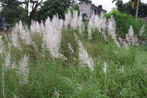 White ornamental grass with fluffy seed heads growing in lush green meadow