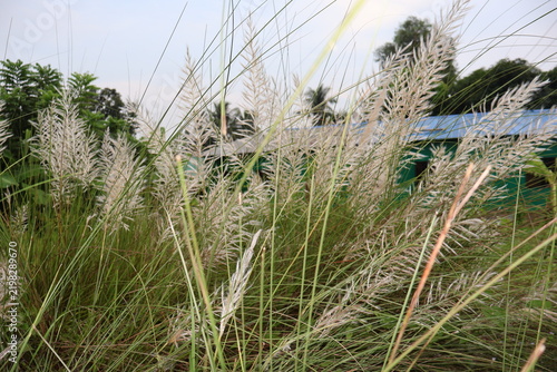 Feathery ornamental grass with soft texture in natural garden setting with transparent background