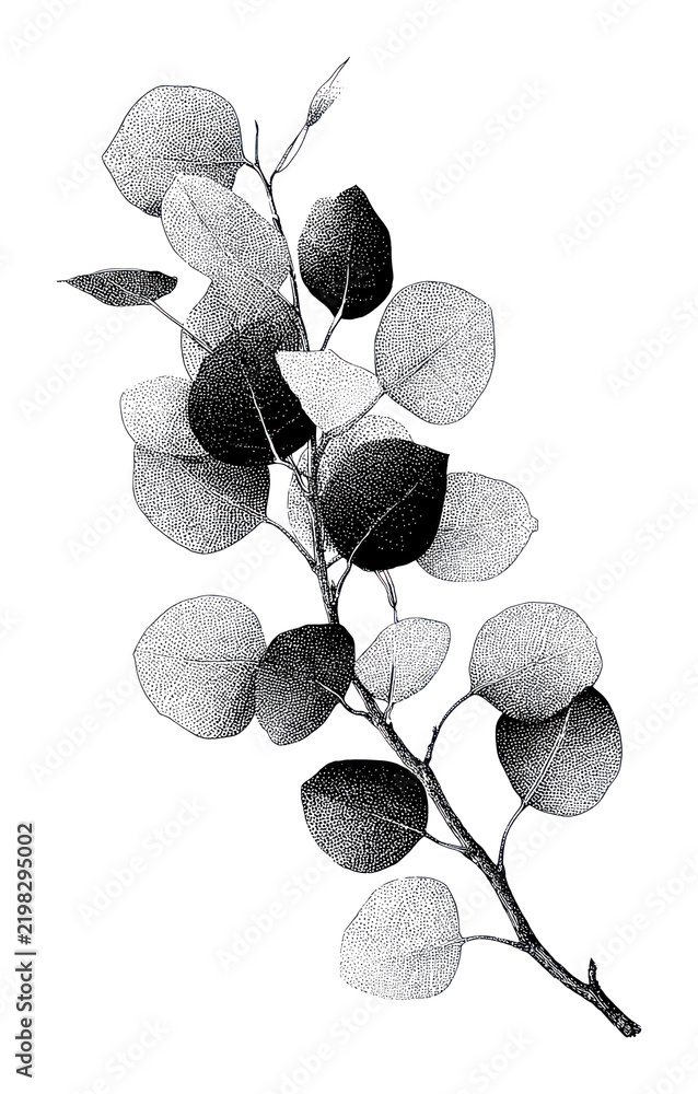 Obraz premium PNG Botanical eucalyptus branch hand drawn ink illustration