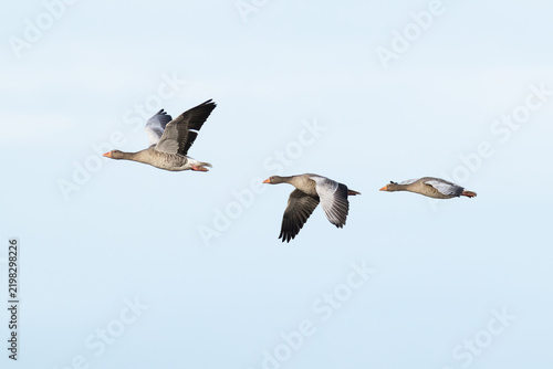flock of greylag goose (anser anser) in flight during autumn migration, found at Fehmarn at the Baltic Sea in Germany