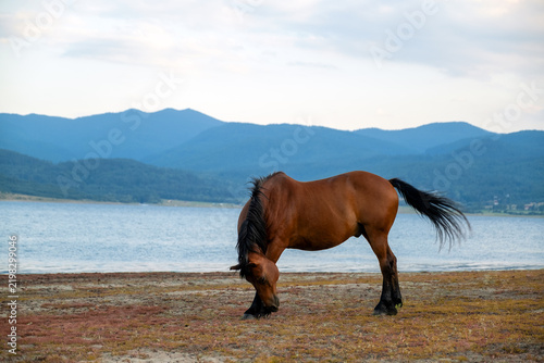 Majestic brown horse batak lake coast bulgaria mountain range backdrop summer tourist hiking exploration wildlife scenic natural environment stock photo