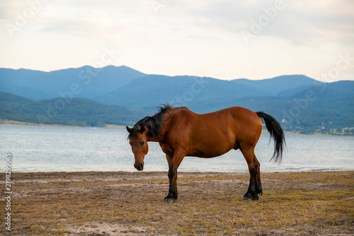 Beautiful brown horse standing batak lake shore bulgaria mountain range background summer tourist hiking journey wildlife natural landscape