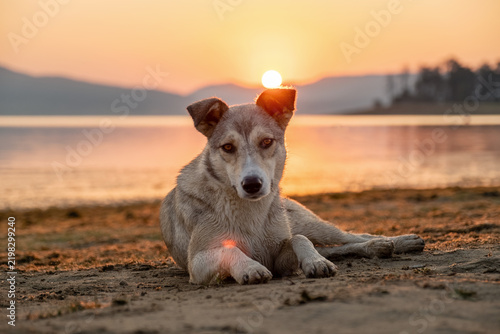 Stray Dog Lying Down Batak Lake Beach Sunrise Bulgaria Sun Disk Golden Hour Mountain Landscape Sunset Water Surface Serene Nature Pet Welfare Concept Stock Photo
