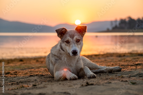 Homeless Dog Looking Camera Batak Lake Shore Sunrise Bulgaria Sun Disk Golden Hour Mountain Landscape Sunset Water Surface Pet Care Adoption Concept Stock Photo
