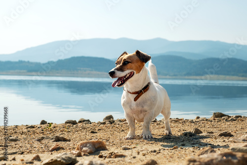 Portrait Happy Jack Russell Terrier Standing Lake Batak Shore Bulgaria Mountain Range Calm Water Backdrop Active Walk Dog Care Outdoor Adventure Summer Travel Pet Stock Photo