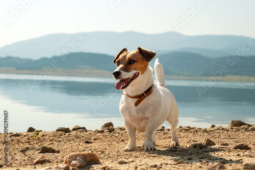 Cute Jack Russell Terrier Panting Batak Lake Coast Bulgaria Mountain Backdrop Sunset Natural Reflection Pet Care Active Walk Outdoor Summer Journey Joyful Canine Stock Photo