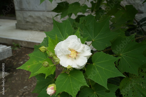 酔芙蓉　白  宝戒寺