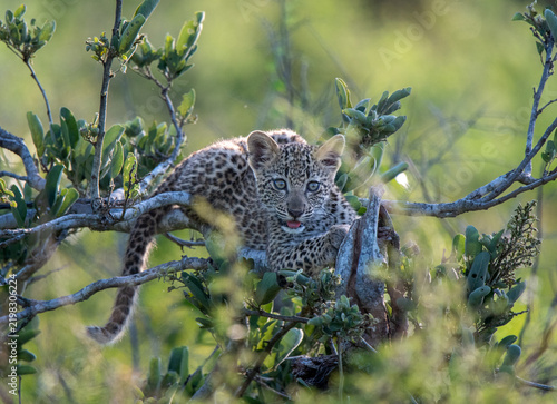 Canvas Print Cute leopard cub