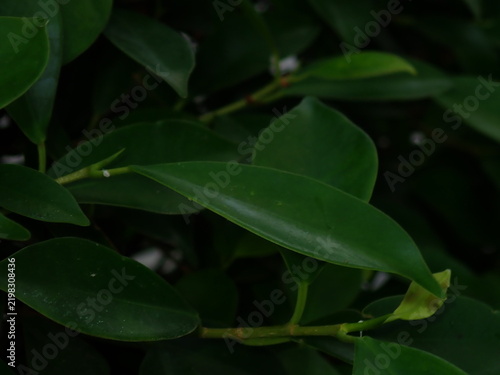 Close-up view of layered green foliage with natural shapes, textures, and soft depth of field.
