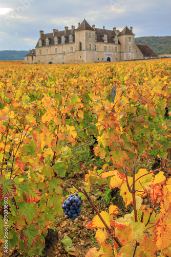 Vignes et château du clos de Vougeot	