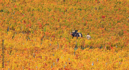 Travaux de la vignes à cheval en Bourgogne