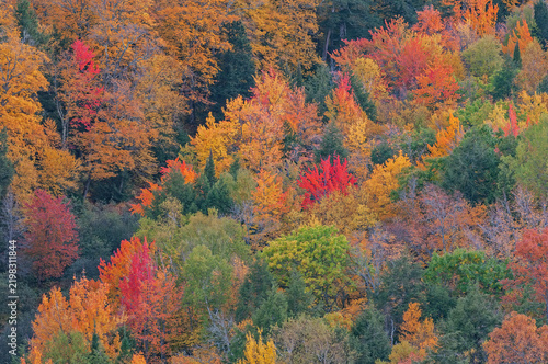 Autumn landscape of a forest from Lake of the Clouds overlook, Porcupine Mountains Wilderness State Park, Michigan's Upper Peninsula, USA